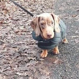 Waxed Quilted Dachshund Dog Coat: Waterproof Winter Jacket