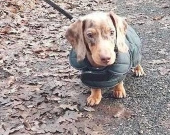 Waxed Quilted Dachshund Dog Coat: Waterproof Winter Jacket
