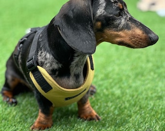 Waterproof Cordura Dachshund Harness: Padded Fleece Lined, No Choke