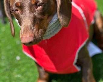 Waterproof Cordura Dachshund Coat: Sherpa Fleece Lined, Reflective Paw Prints