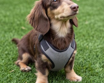 May include: A long-haired dachshund with brown and tan fur wearing a gray mesh dog harness. The dog has floppy ears, a long snout, and is looking upward. The harness features black trim and adjustable straps around the chest area.