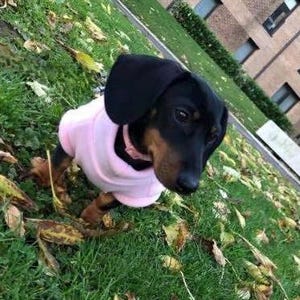 Wasserdichter Dackel-Fleecepullover: Warmer Welpen-Mantel