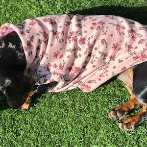 May include: A black and brown dachshund wearing a pink floral dog sweater. The dog is lying on green grass.