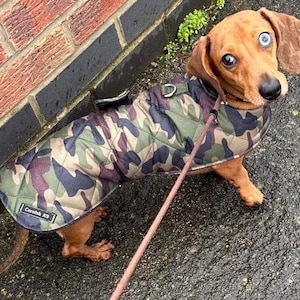 May include: A brown dachshund with one blue eye and one brown eye wearing a camouflage quilted dog coat. The dog is on a leash and looking at the camera. The coat has a green, brown, and purple pattern.
