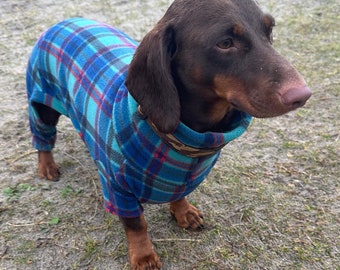 Dachshund oneise 