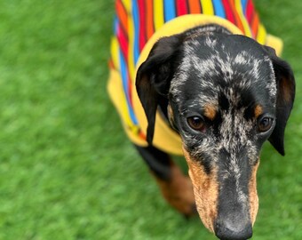 Striped Rib Jersey Dachshund Jumper: Washable Dog T-Shirt