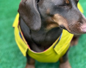 Waterproof Dachshund Dry Wax Canvas Coat: Chest Covering, Harness Option