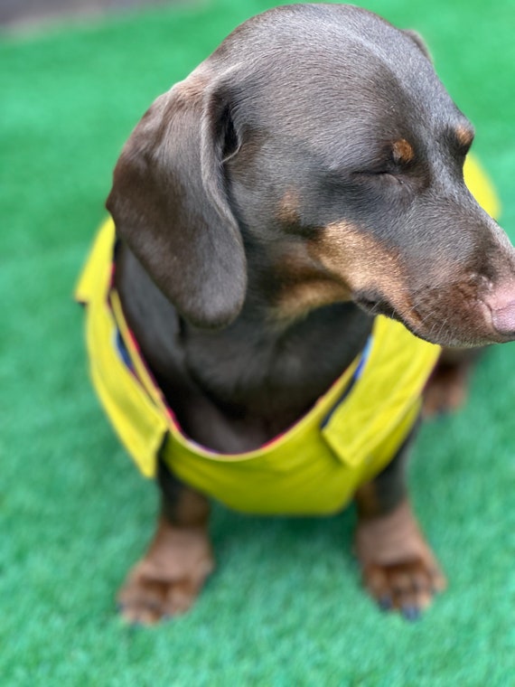 Canvas dog jacket hot sale