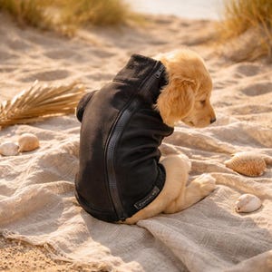 Softshell Dachshund zipped jumper Softshell step in Dog Coat