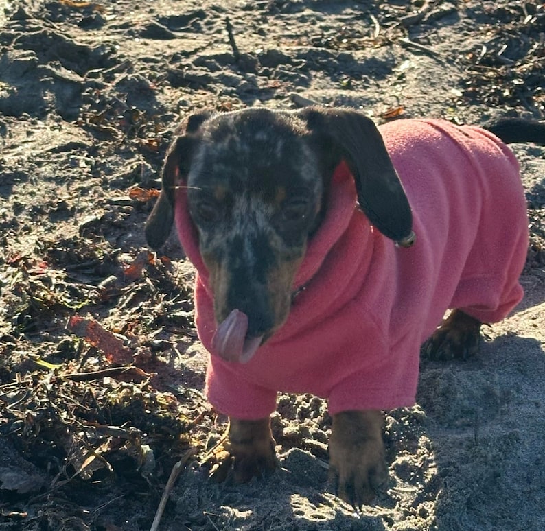 May include: A black and brown dachshund wearing a pink fleece jumpsuit. The dog is standing on a sandy beach and has its tongue sticking out.