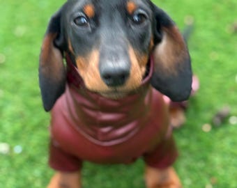 Waterproof Dachshund Onesie: Eco-Friendly Stretchy Dog Jumpsuit