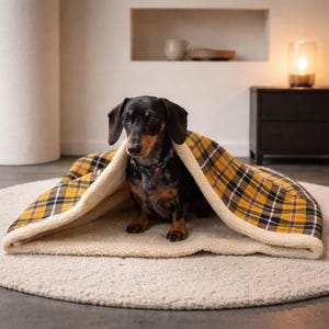 May include: A black and tan dachshund sits under a yellow, black, and white plaid dog bed cover. The bed has a cream-colored, fluffy interior. The dog is wearing a pink collar and is on a cream-colored, round rug.