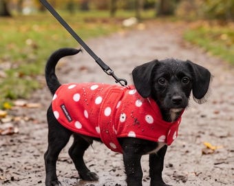 May include: A small black puppy with floppy ears wearing a bright red fleece dog coat featuring a white polka dot pattern. The coat has a black label with white text and is secured with a strap. A black leash is attached to the coat's harness.