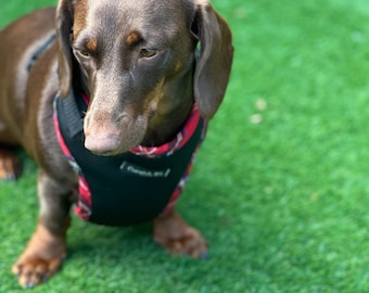 Padded Neoprene Dachshund Harness: No-Choke Waterproof Dog Harness