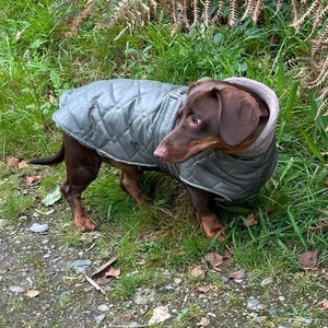 May include: A brown dachshund wearing a gray quilted dog coat with a brown fur collar. The dog is standing on green grass with brown leaves scattered around.