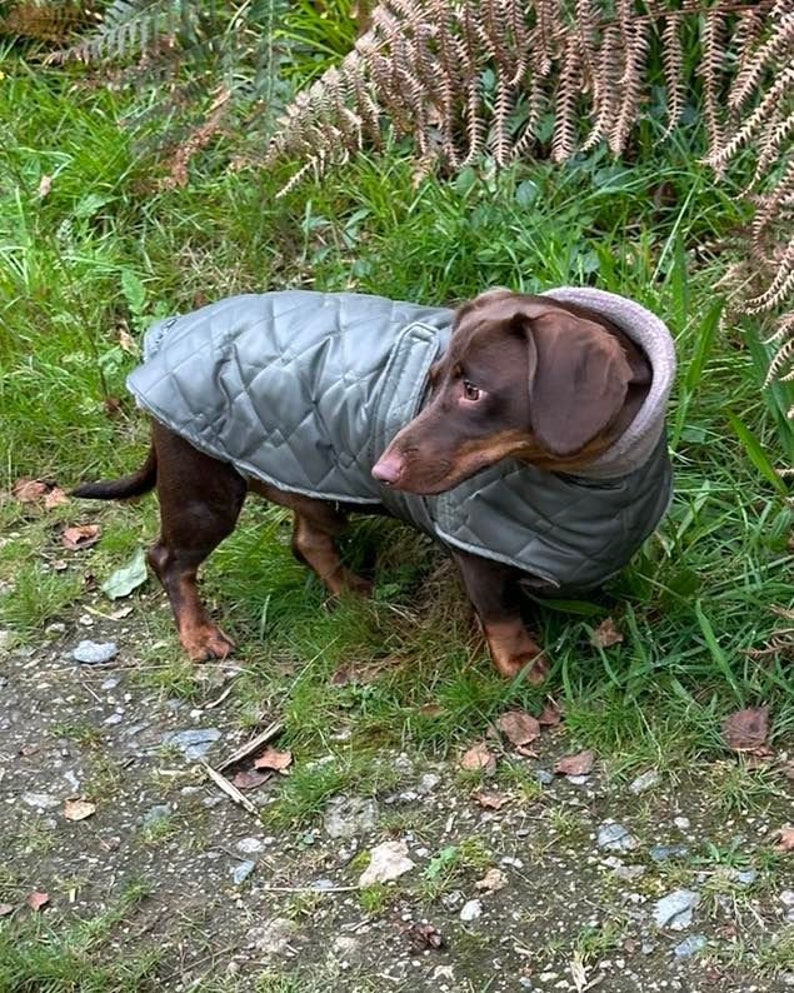 May include: A brown dachshund wearing a gray quilted dog coat with a brown fur collar. The dog is standing on green grass with brown leaves scattered around.