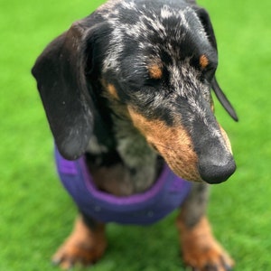 May include: A black and tan Dachshund with a brindle coat wearing a purple harness. The dog is standing on green grass and has its eyes closed.