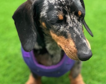 Dachshund Quilted Dog Harness: Padded Fleece Lined, Waterproof, No-Choke