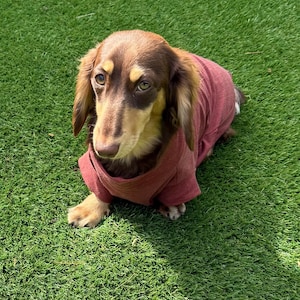 Bambus Dackel T-Shirt : Anti-Allergie Kühlendes Hunde Top