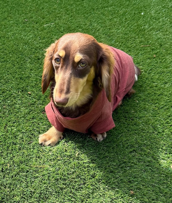 Bambus Dackel T-Shirt : Anti-Allergie Khlendes Hunde Top - Etsy.de