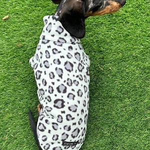 Pu&ograve; includere: Un bassotto bianco e nero che indossa un maglione da cane leopardato blu chiaro e grigio con la scritta "Cornish" sul retro.