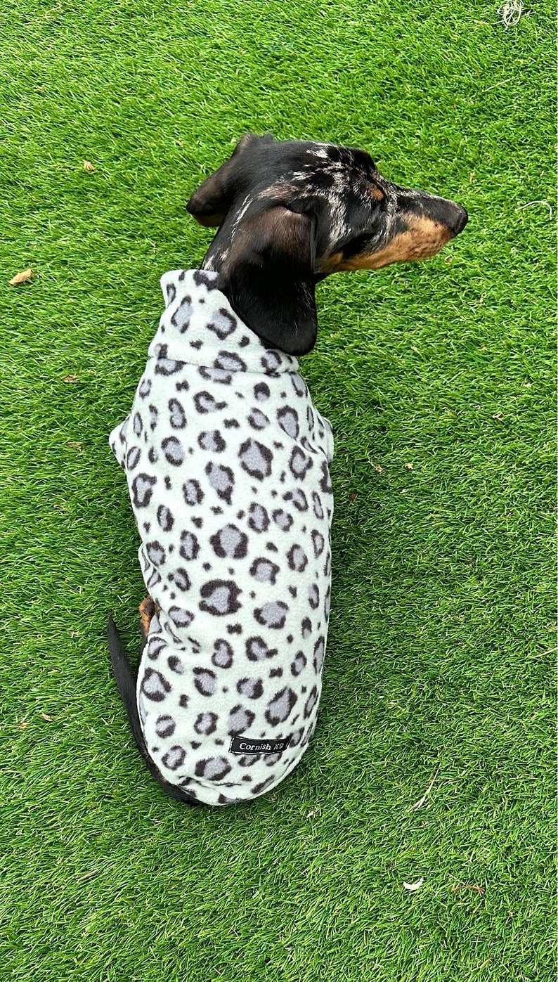 Pu&ograve; includere: Un bassotto bianco e nero che indossa un maglione da cane leopardato blu chiaro e grigio con la scritta "Cornish" sul retro.