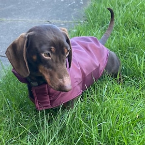 May include: A brown dachshund wearing a magenta dog coat, standing in green grass. The dog has brown ears and a long tail. The coat covers the dog's back and chest, providing warmth and protection.