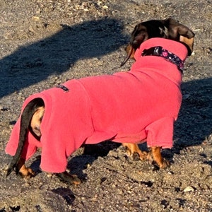 May include: A dachshund wearing a bright pink fleece dog sweater with a black and white floral patterned collar. The dog is standing on a sandy surface.