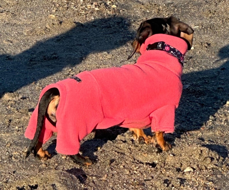 May include: A dachshund wearing a bright pink fleece dog sweater with a black and white floral patterned collar. The dog is standing on a sandy surface.