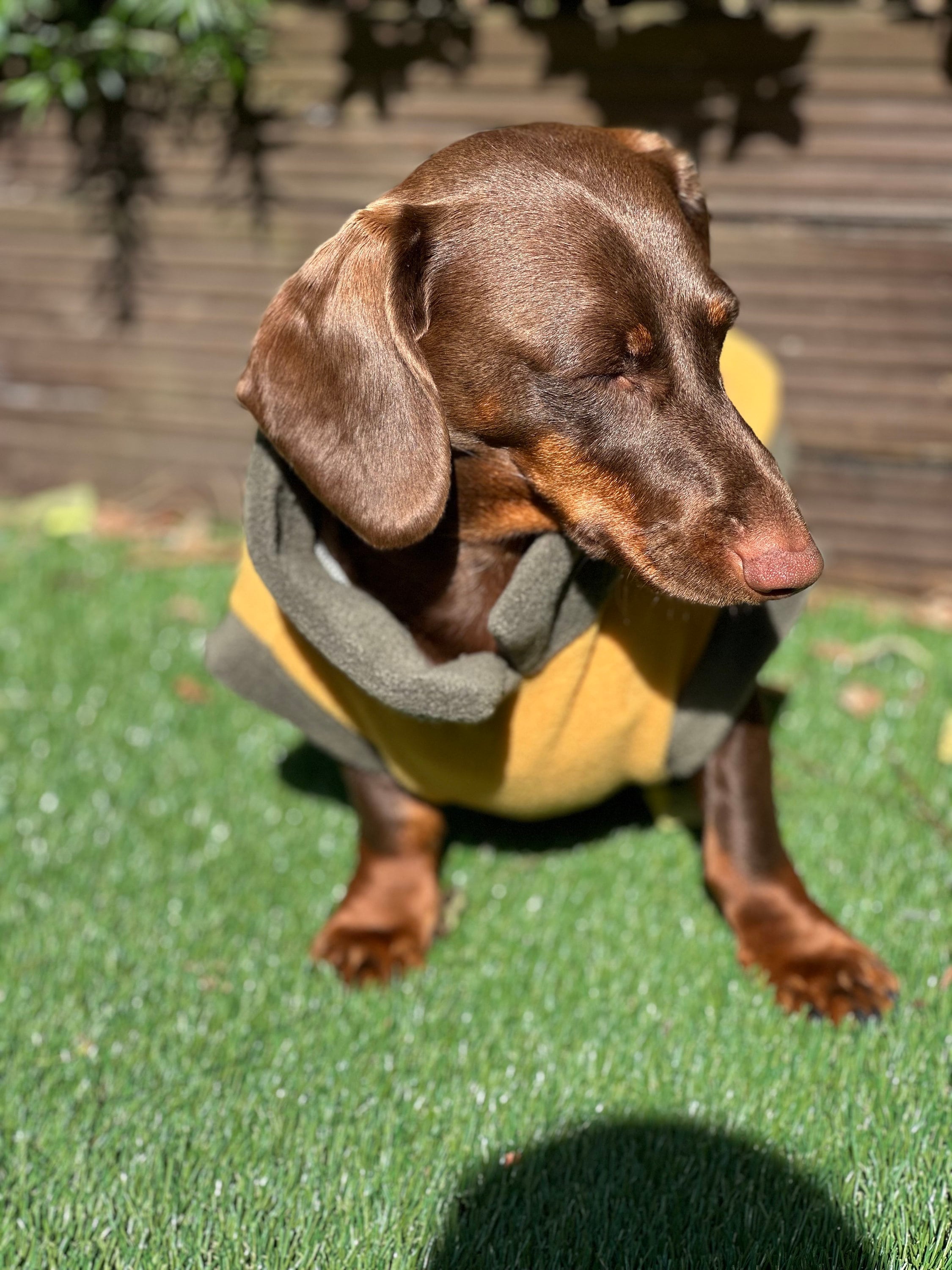 Dachshund clothes for humans hotsell