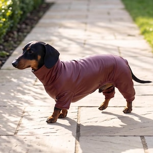 Puede incluir: Un perro salchicha negro y fuego viste un body de manga larga en color granate oscuro liso, con un cuello alto que cubre el torso y las patas, dejando la cola y la parte inferior de las patas al descubierto mientras se ajusta al cuerpo.
