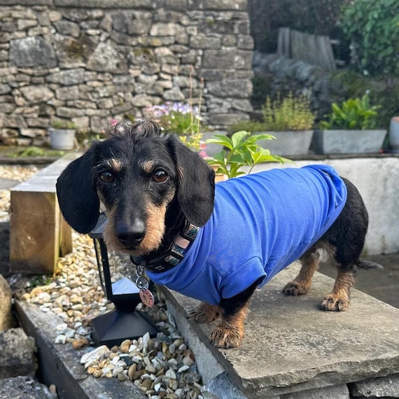 Dachshund jumper sales