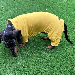 May include: A dachshund with a black and grey dapple coat wearing a mustard yellow long-sleeved dog bodysuit. The garment covers the torso and upper legs, featuring a small rectangular label near the tail area on the back of the fabric.