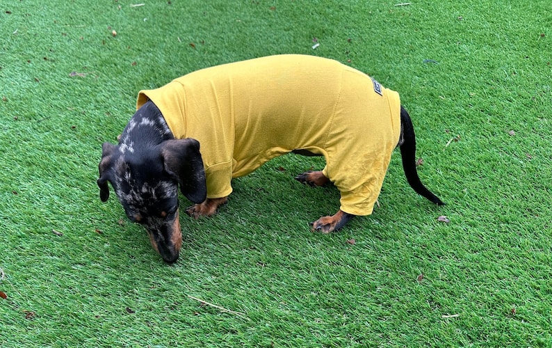 May include: A dachshund with a black and grey dapple coat wearing a mustard yellow long-sleeved dog bodysuit. The garment covers the torso and upper legs, featuring a small rectangular label near the tail area on the back of the fabric.