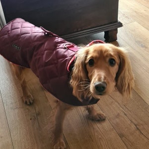 Dachshund Quilted dog coat, waterproof dog coat, shower proof dog coat ,pet lover, pet accessories,dachshund dog coat