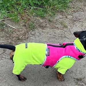 May include: A dachshund wearing a neon green and pink dog coat. The coat has a zipper closure and a patterned trim. The dog is standing on a gray surface, possibly a sidewalk or path.