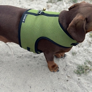 Può includere: Un bassotto marrone che indossa un'imbracatura per cani in rete verde con cinturini neri e un piccolo campanello argentato.