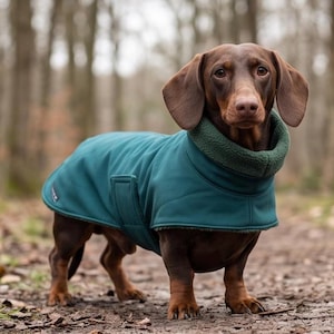 Peut inclure: Un teckel brun à poil ras portant un manteau pour chien bleu sarcelle avec un col doublé de polaire vert foncé. Le manteau présente une surface extérieure lisse, un col montant et une sangle de fixation latérale couvrant le torse du chien.