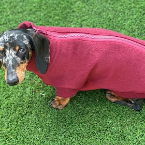 Peut inclure: Un teckel tacheté noir et blanc portant un manteau en polaire bordeaux avec une fermeture éclair. Le manteau a une petite étiquette qui dit "Comfy Dog".