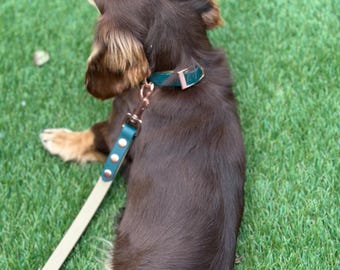leads & collars