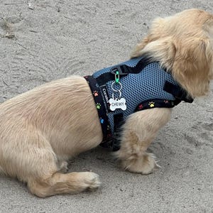 May include: A light brown puppy wearing a blue mesh dog harness with colorful paw prints and the word "Corded" on the strap. The harness has a silver tag that says "CHEWY".