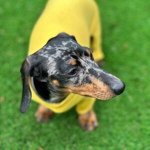 May include: A dapple dachshund dog with black, grey, and tan fur wearing a solid mustard yellow sweater. The dog is viewed from above, showing its long body, floppy ears, and dark nose while it looks toward the right side of the frame.