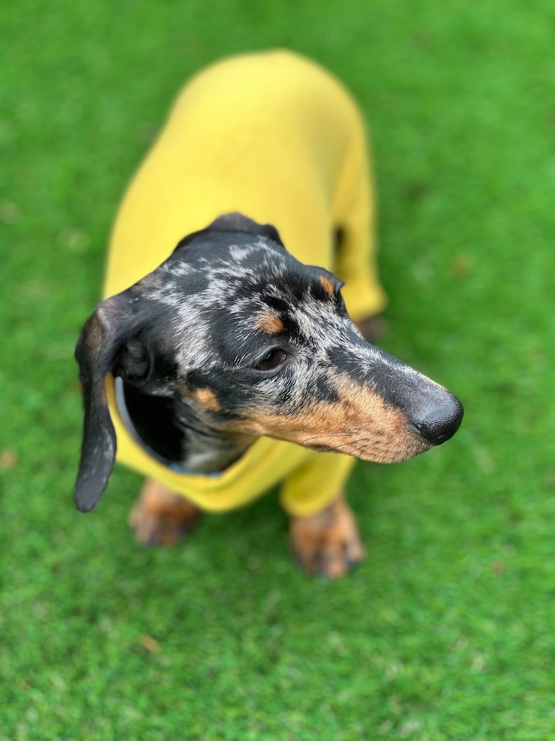 May include: A dapple dachshund dog with black, grey, and tan fur wearing a solid mustard yellow sweater. The dog is viewed from above, showing its long body, floppy ears, and dark nose while it looks toward the right side of the frame.
