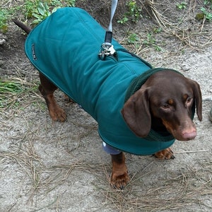 Può includere: Un bassotto marrone e fulvo con un cappotto per cani blu-verde con un guinzaglio attaccato. Il cane è in piedi su un sentiero di terra con aghi di pino marroni.