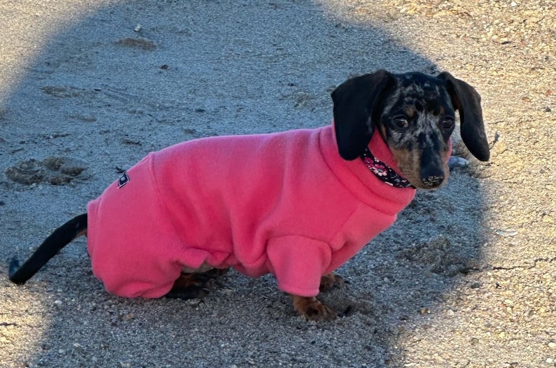 May include: A black and brown dachshund wearing a pink fleece dog sweater on a sandy beach.