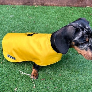 Puede incluir: Un pequeño dachshund blanco y negro con un impermeable amarillo con una etiqueta negra que dice "Corded K9".