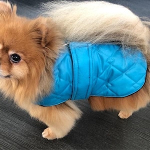 May include: A small, fluffy dog wearing a bright blue quilted jacket. The jacket has a diamond pattern and a velcro closure. The dog has light brown and cream-colored fur.