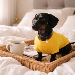 Autumn coloured Dachshund Fleece Jumper: Embroidered Dog jumpers
