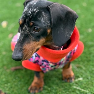 May include: A black and brown dachshund wearing a red and multi-colored dog sweater. The dog is looking to the left of the frame.