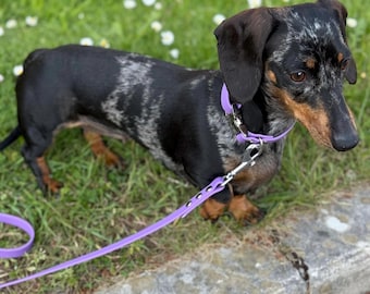 Waterproof Biothane Dog Collar & Lead Set: Silver Hardware, Small (11-13 inch neck)